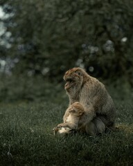 Closeup of a monkey with its baby in a field on a gloomy day