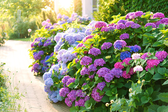 Beautiful garden with hydrangeas. Aesthetic path near the house. Blue, pink hydrangea flowers are blooming in summer in town garden heads in the sunlight. 