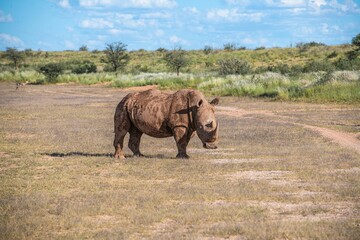 Muddy white rhinoceros standing in the middle of a field.