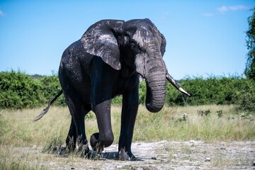 Fototapeta premium Solitary African elephant roaming the vast field.