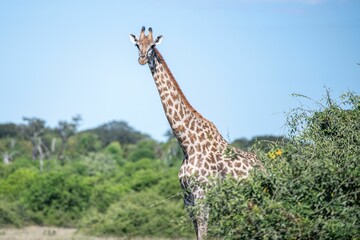 Majestic giraffe stands tall against a beautiful landscape of lush green trees.