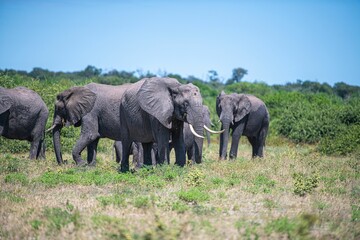 Group of African elephants walking through a grassy savanna.