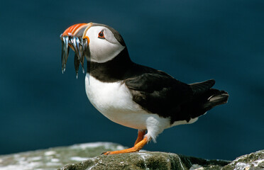 Macareux moine, poissons,.Fratercula arctica, Atlantic Puffin, Lançon, Hyperoplus lanceolatus