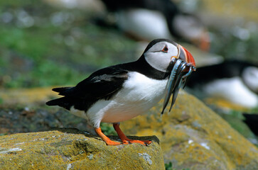 Macareux moine, poissons,.Fratercula arctica, Atlantic Puffin, Lançon, Hyperoplus lanceolatus