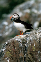 Macareux moine, poissons,.Fratercula arctica, Atlantic Puffin, Lançon, Hyperoplus lanceolatus