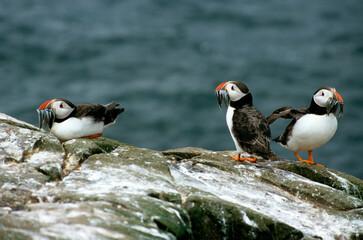 Macareux moine, poissons,.Fratercula arctica, Atlantic Puffin, Lançon, Hyperoplus lanceolatus