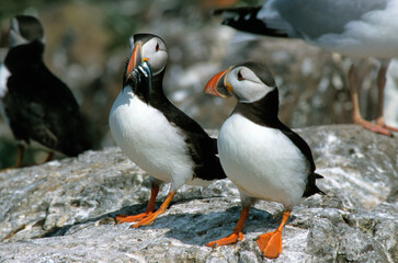 Macareux moine, poissons,.Fratercula arctica, Atlantic Puffin, Lançon, Hyperoplus lanceolatus