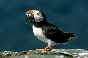 Macareux moine, poissons,.Fratercula arctica, Atlantic Puffin, Lançon, Hyperoplus lanceolatus