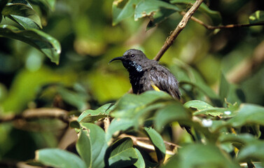 Souimanga des Seychelles,.Cinnyris dussumieri, Seychelles Sunbird, Seychelles