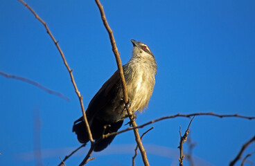 Coucal à sourcils blancs,.Centropus superciliosus, White browed Coucal