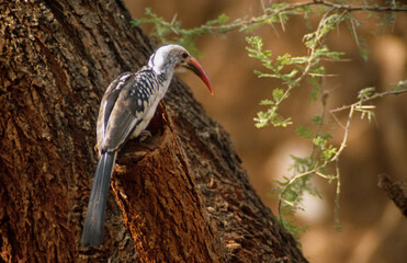 Calao à bec rouge,.Tockus erythrorhynchus,  Northern Red billed Hornbill, Kenya