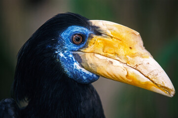 Obraz premium Calao à casque rouge,.Rhabdotorrhinus corrugatus, Wrinkled Hornbill