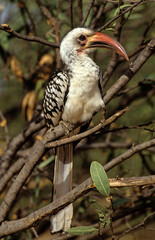 Calao à bec rouge,.Tockus erythrorhynchus,  Northern Red billed Hornbill, Kenya