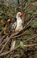 Calao à bec rouge,.Tockus erythrorhynchus,  Northern Red billed Hornbill, Kenya