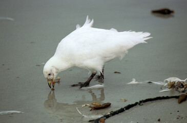 Petit Chionis,.Chionis minor, Black faced Sheathbill, Iles Falkland, Malouines