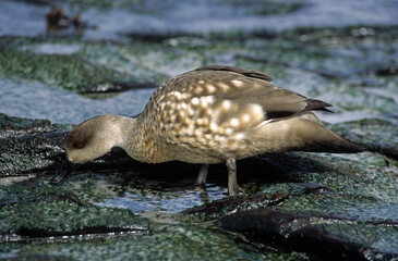 Canard huppé,.Lophonetta specularioides, Crested Duck