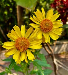 Yellow flower blooms with a blurred background