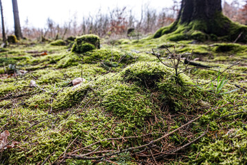 Fototapeta premium Moss in a forest in northern Germany