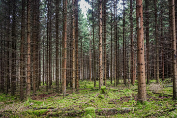 Pine forest in northern Germany
