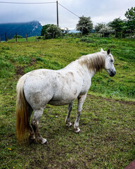 White horse in a forest in northern Spain