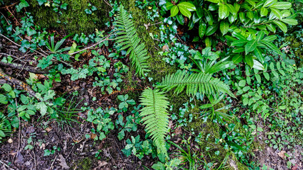 Fern in a forest in northern Spain
