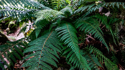Fern in a forest in northern Spain