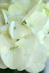 White hydrangea, flower close-up