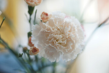 Pink and white carnation closeup