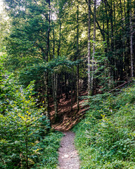 Obraz premium Forest in spring in northern Spain