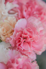 Pink and white carnation closeup