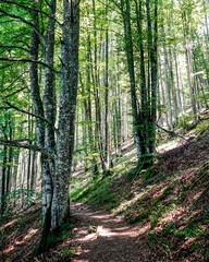 Obraz premium Forest in spring in northern Spain
