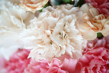 Pink and white carnation closeup