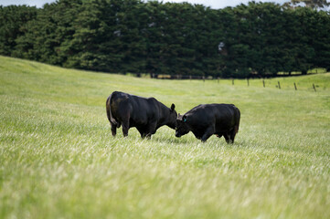 beautiful cattle in Australia  eating grass, grazing on pasture. Herd of cows free range beef being...