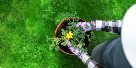 woman gardener planting summer garden flower seedling in pot. top view, banner with copy space
