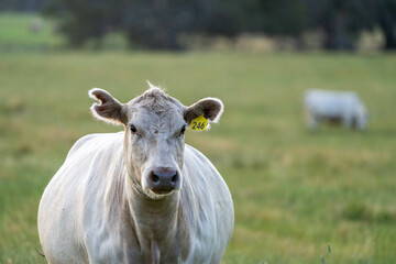Beef Angus and Wagyu cows grazing in a field in a dry summer. Cow Herd on a farm practicing...