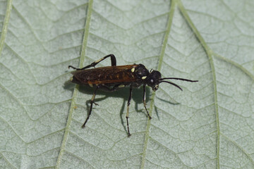 Sawfly Macrophya duodecimpunctata on a leaf. Subfamily Tenthredininae. Family Common sawflies (Tenthredinidae). Spring, May, Netherlands