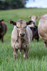 Australian wagyu cows grazing in a field on pasture. close up of a black angus cow eating grass in a paddock in springtime in australia