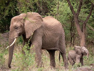 Fototapeta premium Majestic elephant and its calf stand in a grassy meadow surrounded by trees