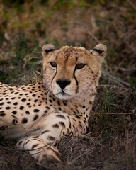Closeup shot of cheetah sitting on a lush green grassy field