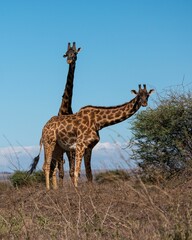two giraffes are standing close together in the wild