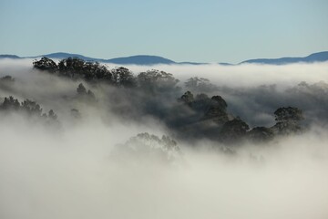 a view of trees, fog, and mountain ranges from a hill