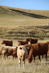 a bunch of cows grazing on the plains of brown grass wakefield