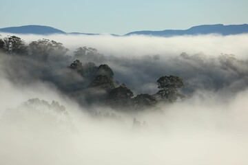 the fog covers a forested mountain valley on a clear day
