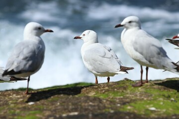 seagulls perched on a mossy rock