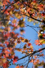 leaves are turning to show red and yellow colors on the trees