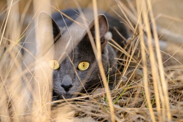 Grey tabby domestic cat lounges in a grassy field, gazing directly into the camera.
