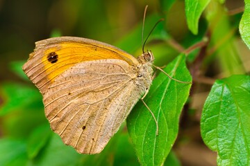 Closeup shot of a meadow brown butterfly perched on a green leaf.