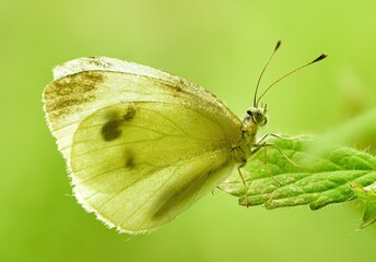 Closeup shot of a cabbage white butterfly perched on a green leaf.