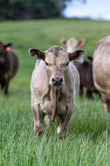 Australian wagyu cows grazing in a field on pasture. close up of a black angus cow eating grass in a paddock in springtime in australia