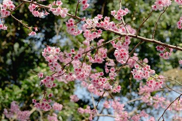 Cluster of pink cherry blossoms on a branch of a blooming tree in the garden